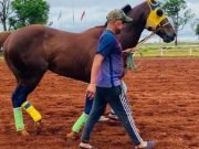 MISIONES: TRAS UNA CARRERA SACRIFICARON A UN CABALLO DEL INTENDENTE ESLAVA DE SAN FRANCISCO DEL CHAÑAR.