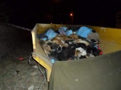 MATANZA DE PERROS: POR LA EXTENSA LECTURA DE ALEGATOS LA SENTENCIA SE CONOCERÁ ESTE MIÉRCOLES 12 DE OCTUBRE.