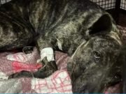 JUSTICIA: UN JOVEN DE 33 AÑOS DEBERÁ PAGAR MÁS DE 100.000 PESOS POR HABER BALEADO A UN PERRO. ¡ES UN FALLO HISTÓRICO!