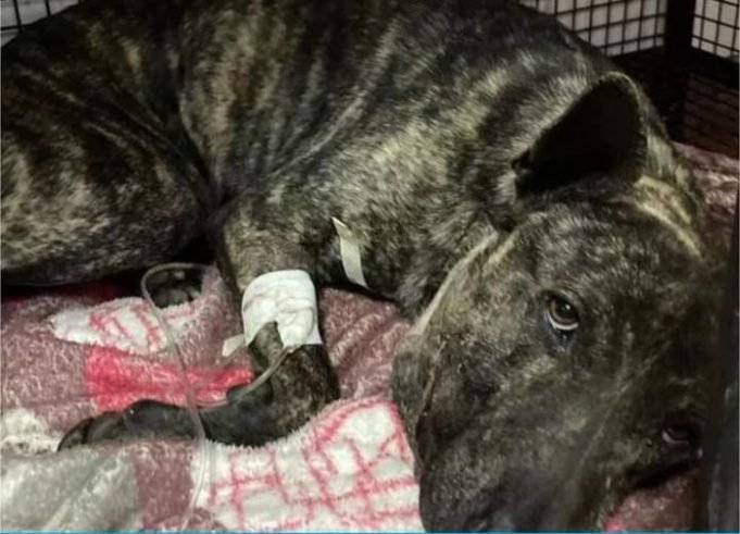 JUSTICIA: UN JOVEN DE 33 AÑOS DEBERÁ PAGAR MÁS DE 100.000 PESOS POR HABER BALEADO A UN PERRO. ¡ES UN FALLO HISTÓRICO!