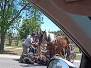 UN CABALLO SE DESCOMPENSÓ Y CAYÓ EN MEDIO DE LA CALLE MIENTRAS TIRABA UN CARRO.