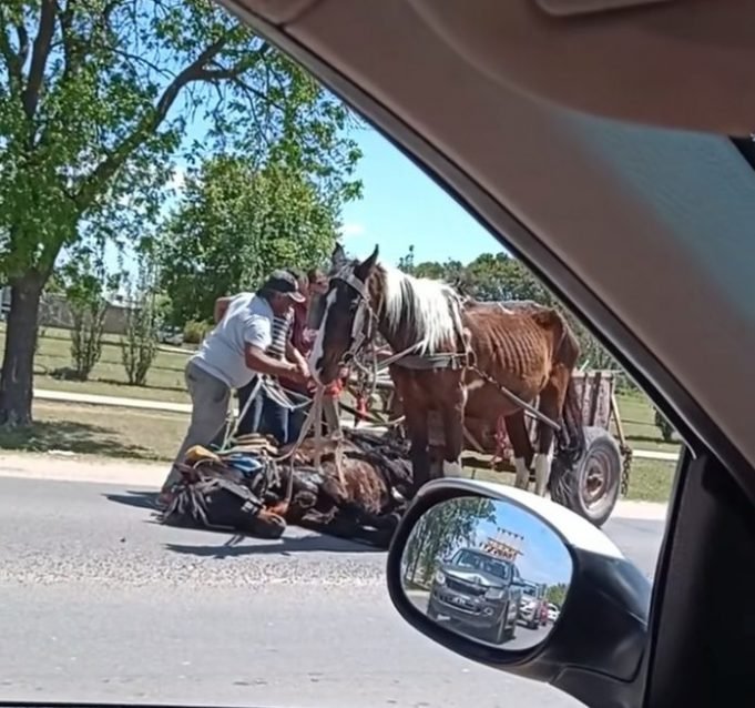 UN CABALLO SE DESCOMPENSÓ Y CAYÓ EN MEDIO DE LA CALLE MIENTRAS TIRABA UN CARRO.