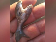 PASA EN REDES: UN SALTEÑO PESCÓ UNA MOJARRA DE DOS CABEZAS Y SE VOLIÓ VIRAL.