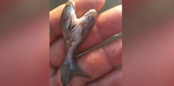 PASA EN REDES: UN SALTEÑO PESCÓ UNA MOJARRA DE DOS CABEZAS Y SE VOLIÓ VIRAL.