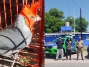 PASÓ EN EL BRETE: RESCATARON MÁS DE 100 EJEMPLARES DE AVES QUE ESTABAN EN CAUTIVERIO.