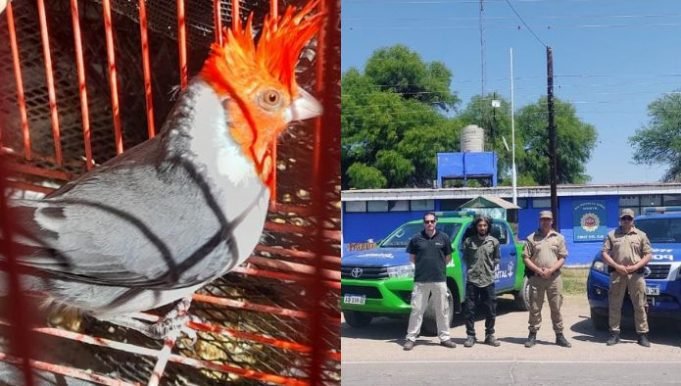 PASÓ EN EL BRETE: RESCATARON MÁS DE 100 EJEMPLARES DE AVES QUE ESTABAN EN CAUTIVERIO.