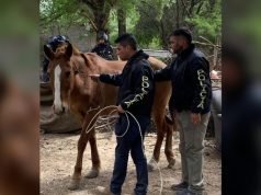 RESCATARON EN B° ARGÜELLO TRES CABALLOS QUE FUERON ROBADOS DE UN CENTRO DE EQUINOTERAPIA HACE UNA SEMANA.