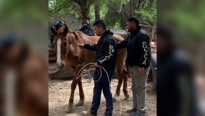 RESCATARON EN B° ARGÜELLO TRES CABALLOS QUE FUERON ROBADOS DE UN CENTRO DE EQUINOTERAPIA HACE UNA SEMANA.