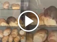 🤣PASA EN REDES: FILMARON UNA RATA COMIENDO MEDIALUNAS EN UNA PANADERÍA. ¡TODA UNA RATATOUILLE! MIRÁ.