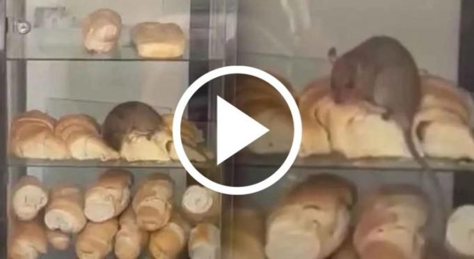 🤣PASA EN REDES: FILMARON UNA RATA COMIENDO MEDIALUNAS EN UNA PANADERÍA. ¡TODA UNA RATATOUILLE! MIRÁ.