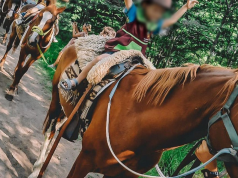 DELINCUENCIA SIN LÍMITES: ROBARON CUATRO CABALLOS DE UN CENTRO DE EQUINOTERAPIA EN EL INTERIOR DE LA PROVINCIA.