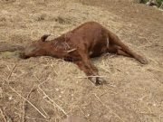 CHAÑAR: UN HOMBRE DENUNCIÓ QUE PERROS MATARON UN TERNERO. EN LO QUE VA DEL AÑO YA ATACARON A 18 ANIMALES.