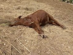 CHAÑAR: UN HOMBRE DENUNCIÓ QUE PERROS MATARON UN TERNERO. EN LO QUE VA DEL AÑO YA ATACARON A 18 ANIMALES.