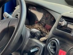 PASÓ EN ALTA CÓRDOBA: UN HOMBRE SUBIÓ A SU AUTO Y SE TOPÓ CON UNA VÍBORA EN EL TABLERO. ¡MIRÁ!