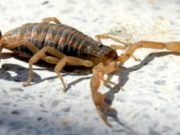 ZOONOSIS ADVIRTIÓ RECOMENDACIONES PARA PREVENIR PICADURAS DE ANIMALES PONZOÑOSOS.