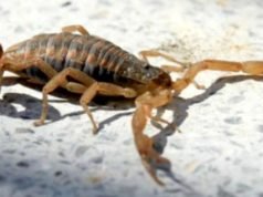 ZOONOSIS ADVIRTIÓ RECOMENDACIONES PARA PREVENIR PICADURAS DE ANIMALES PONZOÑOSOS.