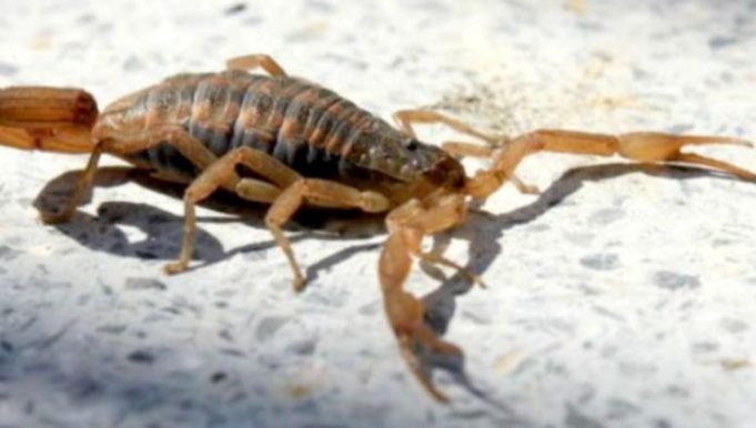 ZOONOSIS ADVIRTIÓ RECOMENDACIONES PARA PREVENIR PICADURAS DE ANIMALES PONZOÑOSOS.