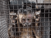 LA PAMPA: UNA FAMILIA RECLAMA QUE LA JUSTICIA LE DEVUELVA A SU MONO “SIMÓN” CON EL QUE VIVEN HACE 9 AÑOS.