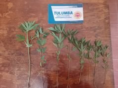 LAS SALINAS: LA POLICÍA REALIZABA UN ALLANAMIENTO POR ROBO Y ENCONTRÓ 8 PLANTAS DE CANNABIS.