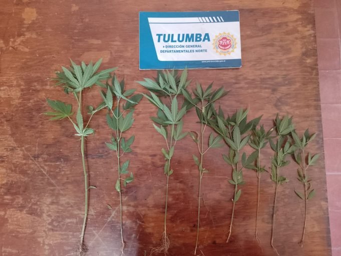 LAS SALINAS: LA POLICÍA REALIZABA UN ALLANAMIENTO POR ROBO Y ENCONTRÓ 8 PLANTAS DE CANNABIS.