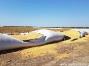 CINCO DETENIDOS VAN A JUICIO ABREVIADO POR ROBO DE SOJA