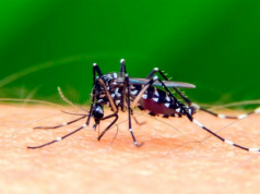 CONFIRMARON EL 1° CASO DE DENGUE AUTÓCTONO EN CÓRDOBA.