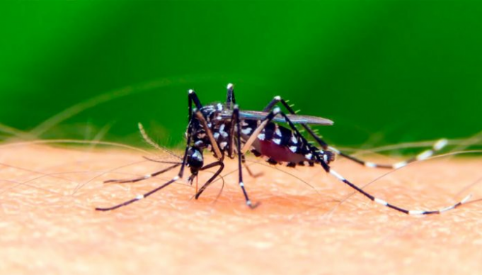 CONFIRMARON EL 1° CASO DE DENGUE AUTÓCTONO EN CÓRDOBA.