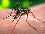 CHIKUNGUNYA: DETECTARON UN CASO EN CÓRDOBA. LA ENFERMEDAD ES TRANSMITIDA POR EL MOSQUITO AEDES AEGYPTI.