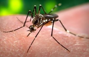 EL DENGUE SIGUE EN AUMENTO EN LA PROVINCIA DE CÓRDOBA. SE CONFIRMARON 906 NUEVOS CASOS.