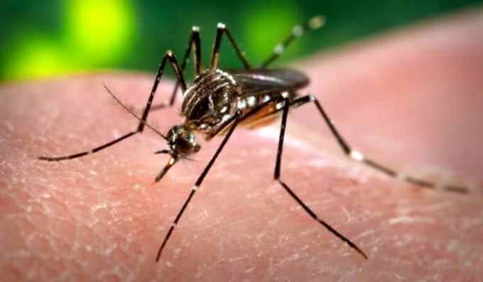 Salud informa la detección de dos casos de dengue en la provincia.