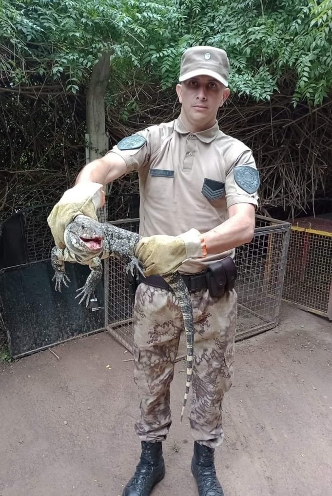 PASÓ EN CÓRDOBA: ENCONTRARON UN LAGARTO OVERO DENTRO DE UNA CASA.