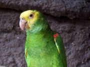 RAFAELA: INTERNARON A CUATRO PERSONAS CON NEUMONÍA BILATERAL DERIVADA DE PSITACOSIS. LOS CONTAGIÓ UN LORO QUE TENÍAN DE MASCOTA.