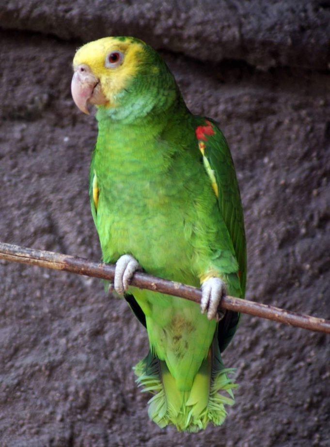 RAFAELA: INTERNARON A CUATRO PERSONAS CON NEUMONÍA BILATERAL DERIVADA DE PSITACOSIS. LOS CONTAGIÓ UN LORO QUE TENÍAN DE MASCOTA.
