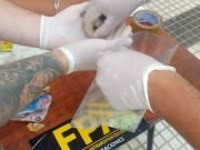 AFUERAS DEL FESTIVAL: UN HOMBRE QUE VENDÍA DROGAS GUARDÓ EN SU BOCA 42 ENVOLTORIOS DE COCAÍNA PARA ZAFAR DE LA POLICÍA PERO TERMINÓ DETENIDO.
