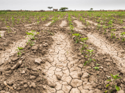 CAMPO: EL COSTO POR LA SEQUÍA IMPERANTE YA ALCANZA UNOS US$10.425 MILLONES.