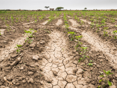 CAMPO: EL COSTO POR LA SEQUÍA IMPERANTE YA ALCANZA UNOS US$10.425 MILLONES.