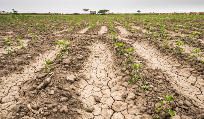 CAMPO: EL COSTO POR LA SEQUÍA IMPERANTE YA ALCANZA UNOS US$10.425 MILLONES.