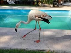 JUSTINIANO POSSE: UNA FAMILIA TENÍA UN FLAMENCO Y 17 TORTUGAS EN CAUTIVERIO EN EL PATIO DE SU CASA. POLICÍA AMBIENTAL INTERVINO EN EL RESCATE.