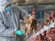 GRIPE AVIAR EN ARGENTINA: OFICIALIZARON LA EMERGENCIA SANITARIA. EL VIRUS NO ES TRANSMISIBLE AL SER HUMANO POR CONSUMO DE CARNE DE AVE O HUEVOS.