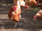 GRIPE AVIAR: UNO DE LOS DOS NUEVOS CASOS EN LA PROVINCIA CORRESPONDE A UNA GALLINA DE VILLA TULUMBA.