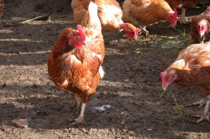 GRIPE AVIAR: EN LA ÚLTIMA SEMANA SE SUMARON 6 NUEVOS CASOS EN EL PAÍS.