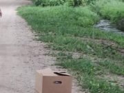 COLONIA CAROYA: HALLARON 6 CAJAS DE CHOCOLATE EN LA VÍA PÚBLICA. LAS HABÍAN ROBADO DE LA FÁBRICA ARCOR.