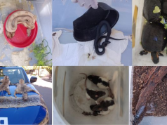 B° VILLA ADELA CÓRDOBA: DESBARATARON UN ZOO CLANDESTINO DE ANIMALES EXÓTICOS. INTERVINO PATRULLA AMBIENTAL.