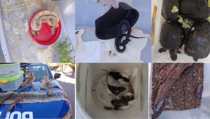 B° VILLA ADELA CÓRDOBA: DESBARATARON UN ZOO CLANDESTINO DE ANIMALES EXÓTICOS. INTERVINO PATRULLA AMBIENTAL.