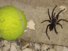 TREMENDO: EN VILLA MARÍA LOS VECINOS ESTÁN ATERRORIZADOS POR LA APARICIÓN DE ARAÑAS ENORMES.