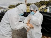 VILLA TULUMBA: SENASA CONFIRMÓ UN NUEVO CASO GRIPE AVIAR.