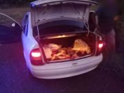 QUILINO: DETUVIERON A UN JOVEN DE 25 AÑOS POR ABIGEATO. TRANSPORTABA 150 KG DE CARNE PORCINA Y DERIVADOS.