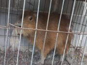 PARAJE AGUA HEDIONDA: APARECIÓ UN CARPINCHO EN EL PATIO DE LA ESCUELA PRIMARIA.