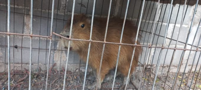 PARAJE AGUA HEDIONDA: APARECIÓ UN CARPINCHO EN EL PATIO DE LA ESCUELA PRIMARIA.