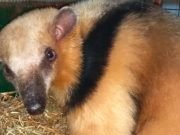 CRUZ DEL EJE: RESCATARON A UNA OSITA MELERA QUE ERA PERSEGUIDA POR UNA JAURÍA EN LA ZONA DE LA TERMINAL.